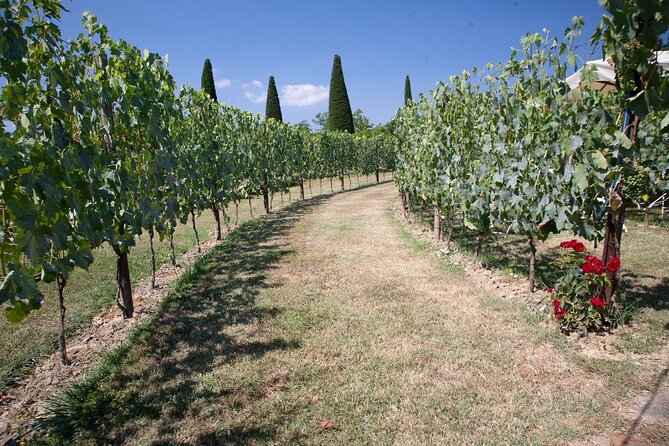 Vineyard Walk & Wine Tasting in Tuscany - Booking and Traveler Considerations