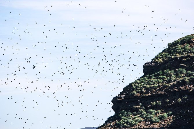 Whale and Puffin Watching Around Skjálfandi Bay From Husavik - Customer Reviews