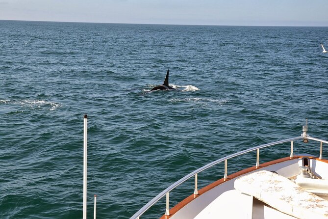 Whale Watching & Dolphin Yacht Cruise - Meeting Point and Pickup