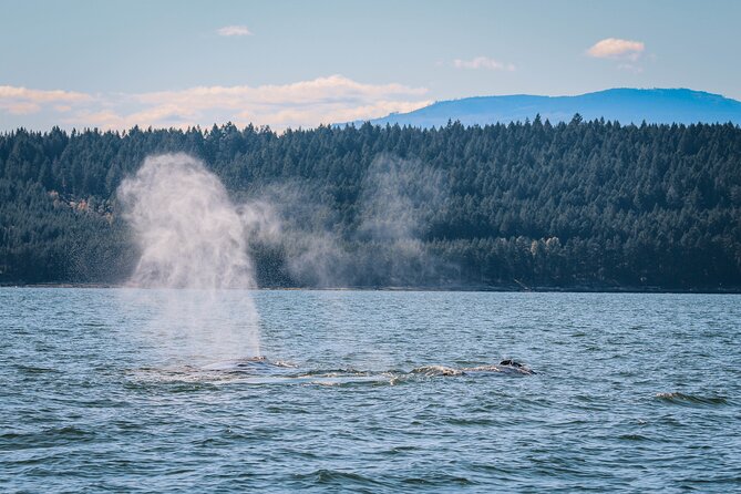 Whale Watching Nanaimo Open Boat Tour - Booking and Cancellation