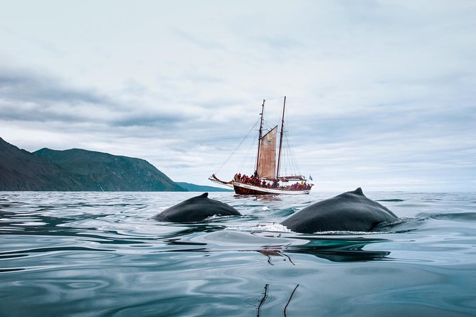 Whale Watching on a Traditional Oak Sailing Ship From Husavik - Tour Duration and Timing