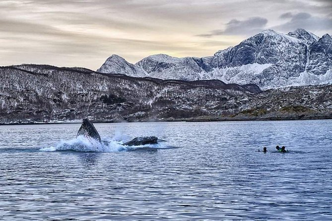 Whale Watching Rib Tour - Self Transfer - What to Expect