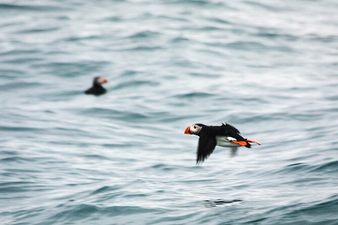 Whales and Puffins Tour From Husavik - Discounts and Offers