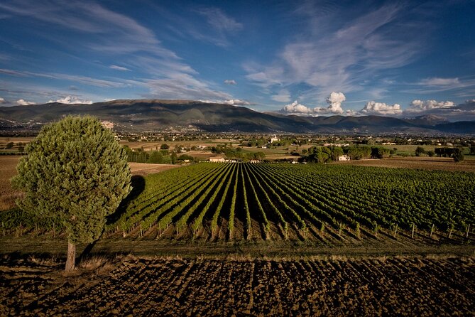 Winery Tour and Private Tasting in Montefalco - Directions to the Meeting Point