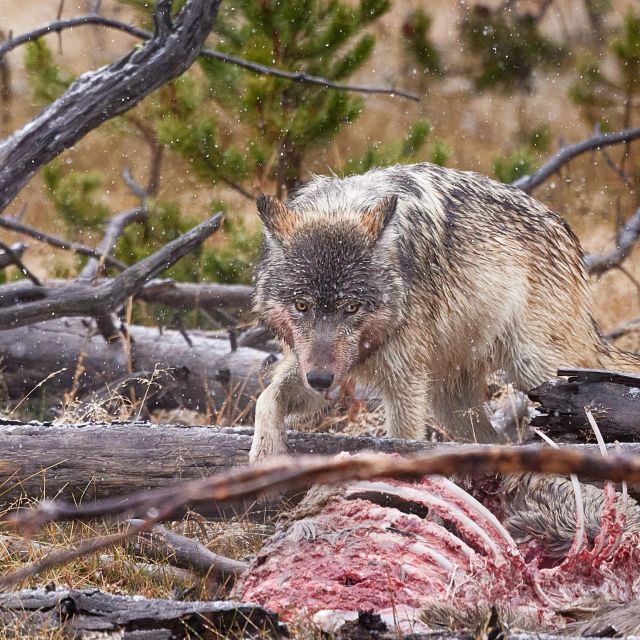 Yellowstone: Bespoke Photo Tour - Winter - What to Expect