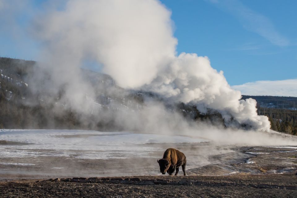 Yellowstone: Old Faithful, Waterfalls, and Wildlife Day Tour - Tour Guide Expertise