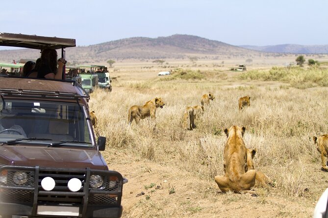 3 Days Tarangire, Manyara & Ngorongoro Budget Lodge Safari Tour Tanzania - Traveler Suitability