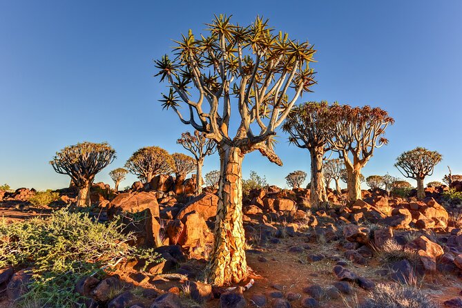 7 Day Southern Namibia and Sossusvlei Camping Safari - Camping Essentials and Amenities