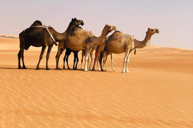 Abu Dhabi: Evening Desert Safari With Camel Ride, BBQ & Live Show - Dining and Entertainment