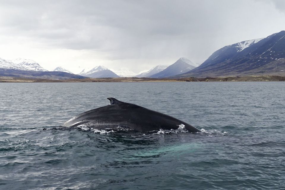 Akureyri: Whale Watching in the Midnight Sun - Additional Information