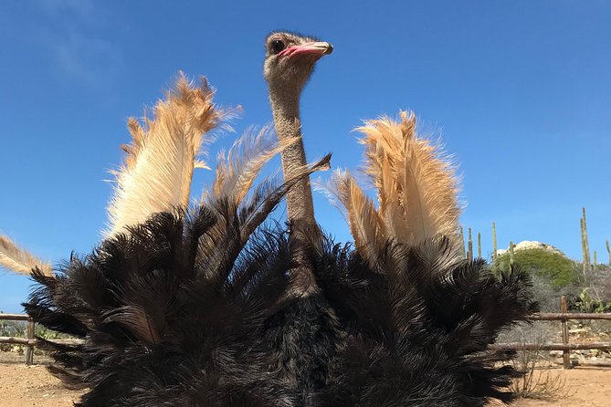 Aruba Ostrich Farm Tour With Lunch - Onsite Restaurant and Amenities