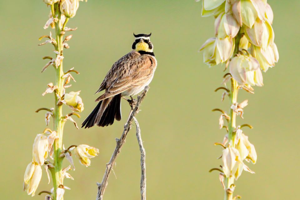 Badlands National Park: Self-Guided Driving Audio Tour - Convenient Booking Options