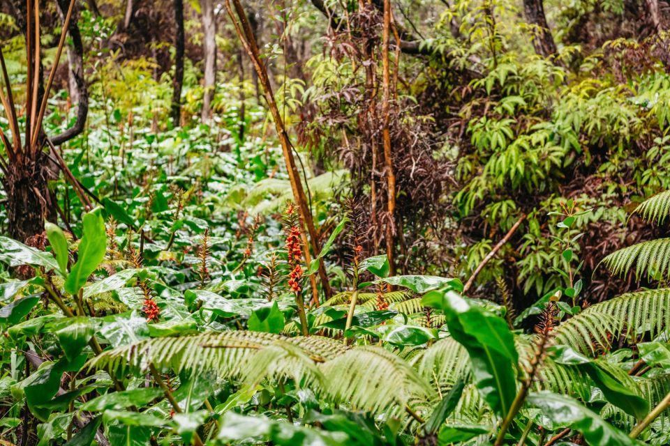 Big Island: Hawaii Volcanoes National Park Guided Hike - Native Wildlife