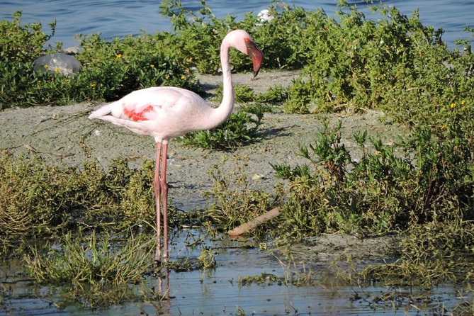 Birdwatching in Cape Town - Flexible Cancellation Policy