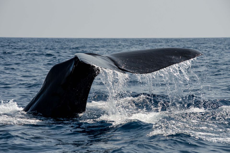 Bleik: Whale Watching by Speedboat With Puffins and Muffins - Reaching the Picturesque Bleik