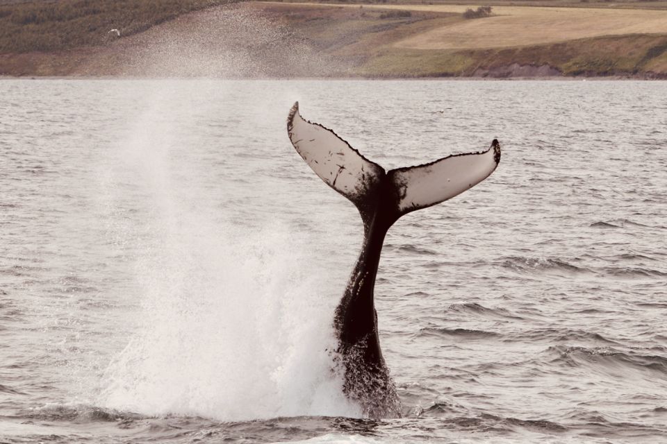 Dalvík: Whale Watching Speedboat Tour - Frequently Asked Questions