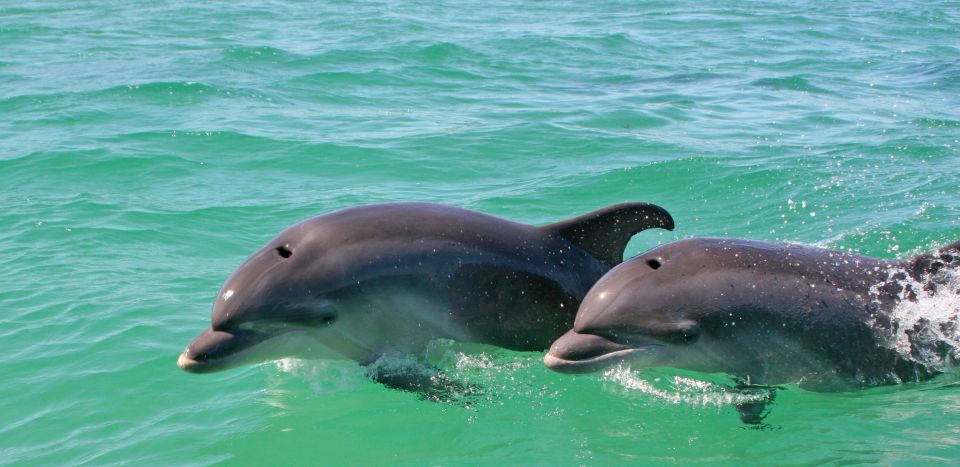 Dolphin Watching in the Wild - Half Day Private Tour - Traveler Considerations