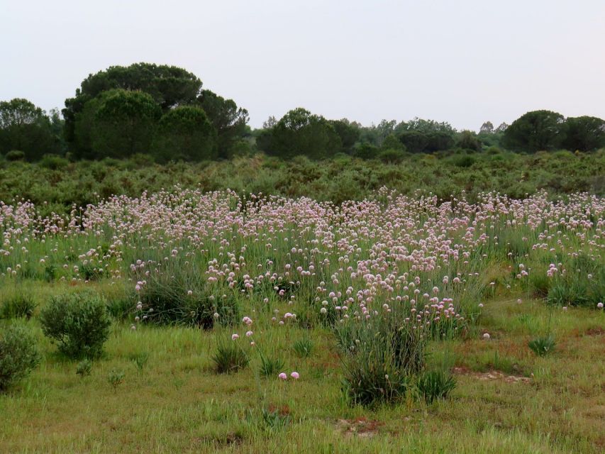 Doñana National Park: 2-Day Tour From Seville - Important Information for Travelers