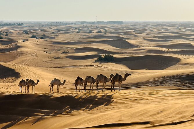 Dubai Morning Evening Desert Safari,Sand Boarding and Camel Ride - Participant Considerations