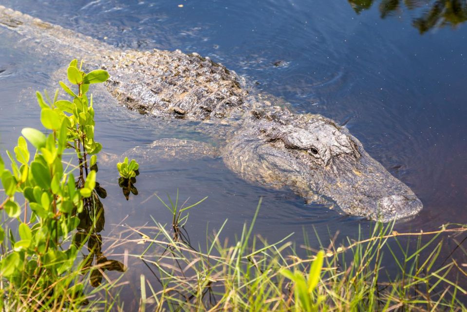 Everglades: Mangrove, Grassland Airboat Tours, & Boardwalk - Frequently Asked Questions