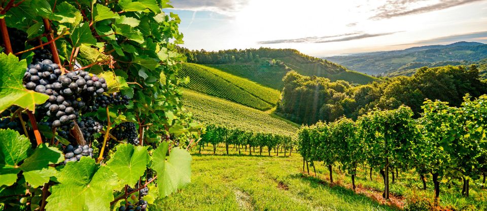 Exclusive Arrábida Wine and Food Tasting Tour - Sesimbra Castle Guided Tour