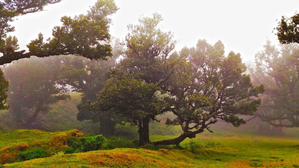 Fanal / Whistlers - Levada Walk - Additional Details