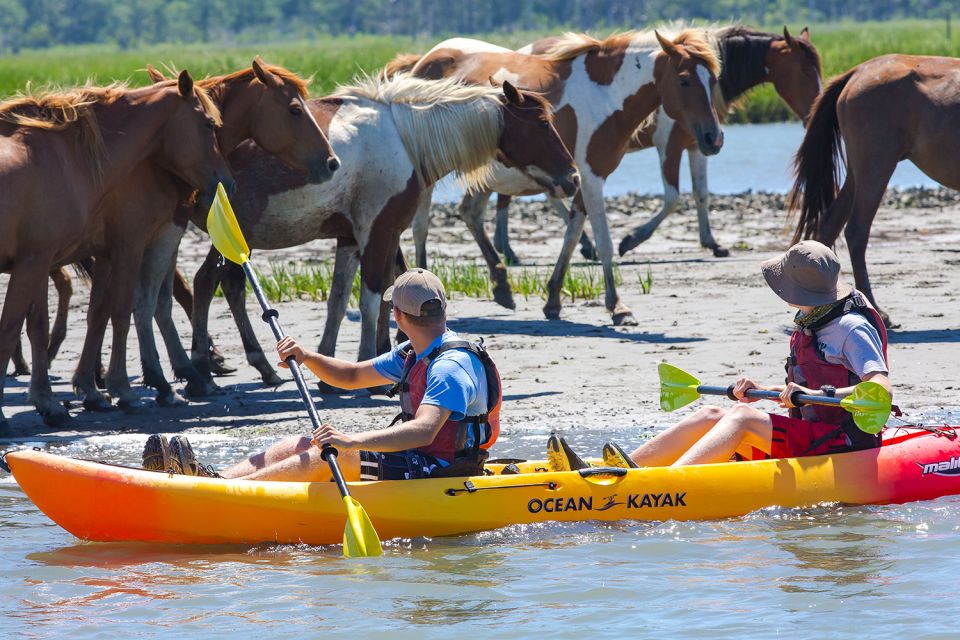 From Chincoteague: Guided Kayak Tour to Assateague Island - Customer Feedback on Tour