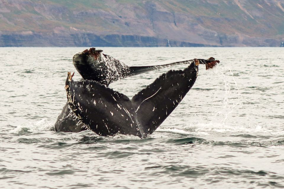 From Dalvik: Arctic Whale Watching in Northern Iceland - Highlights of the Tour