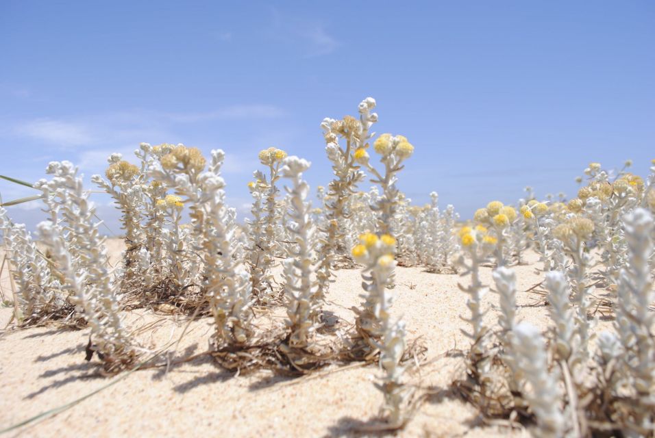 From Faro: 2-Hour Guided Bird Watching Boat Trip - Stop at Deserted Beach