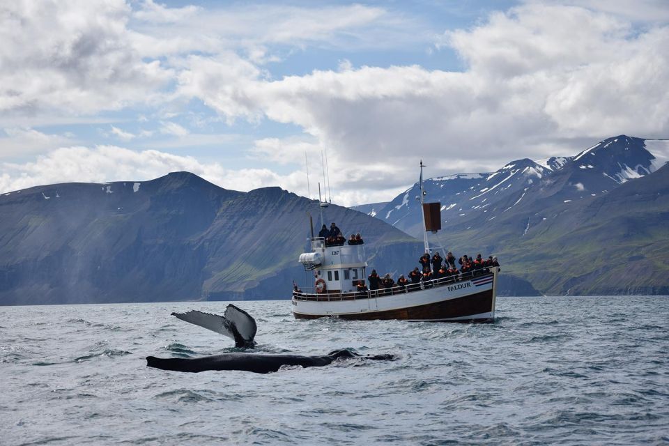 From Húsavík: Traditional Whale Watching Tour - About Gentle Giants