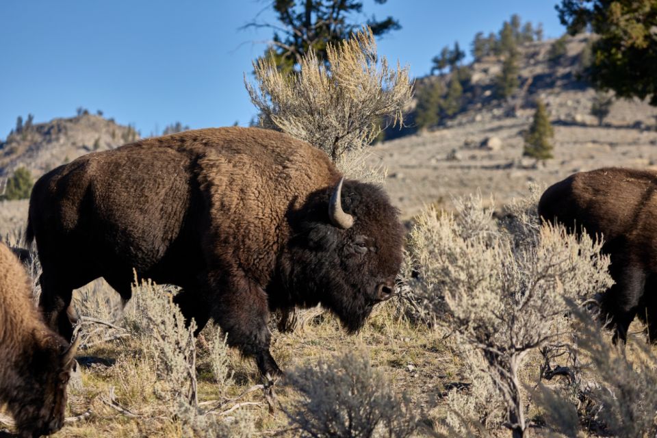 From Jackson: Half-Day Grand Teton National Park Tour - Learning About Ecosystem and Geology