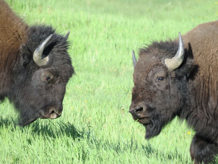 From Jackson Hole: Grand Teton National Park Sunrise Tour - About Yellowstone Day Tours