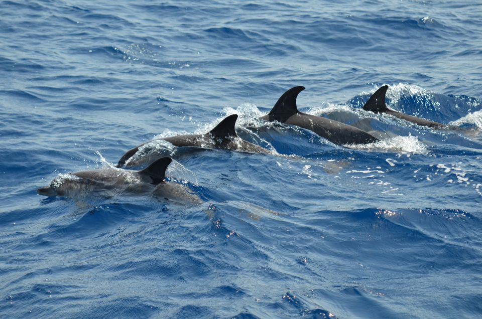 From Los Gigantes: Whale Watching Sailboat Cruise - Responsible Tourism Practices