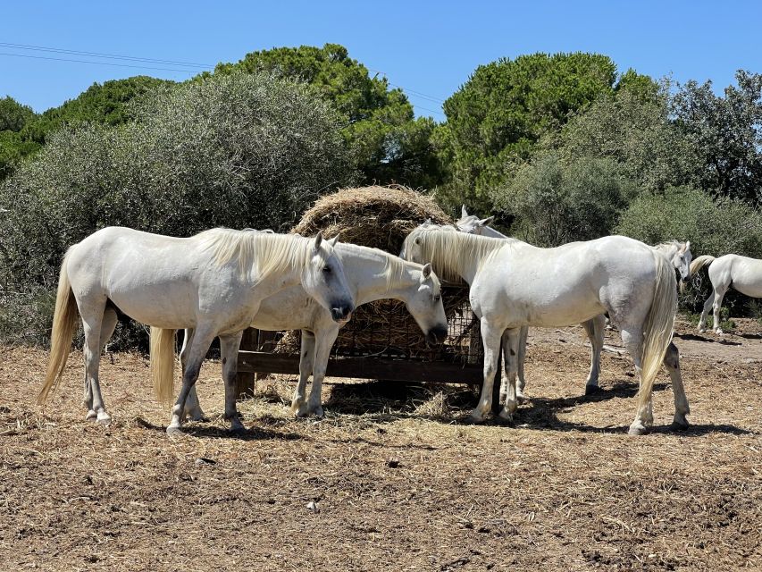 From Montpellier: Camargue and Salt Marshes Guided Tour - Inclusions and Exclusions