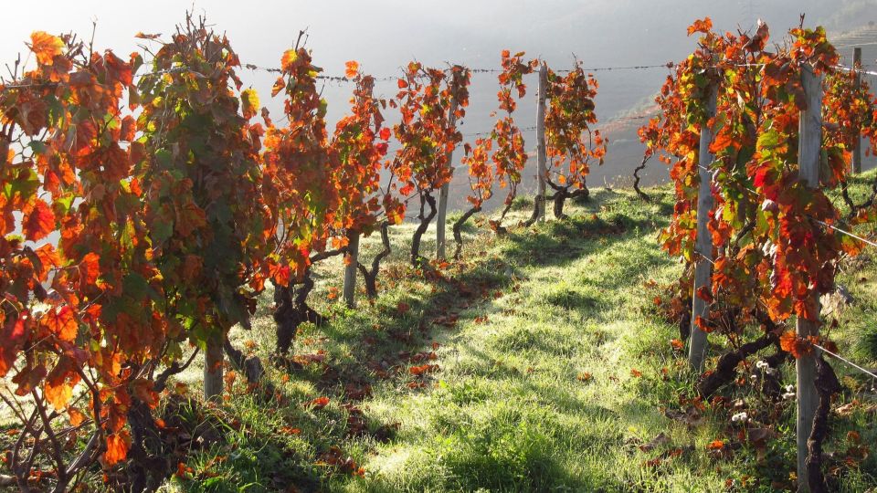 From Porto: Exclusive Douro Valley All-Inclusive Tour - Policies and Reservations