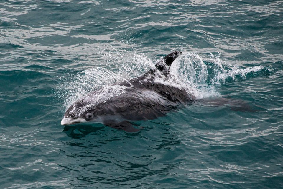 From Reykjavik: Whale Watching Tour - Cancellation Policy