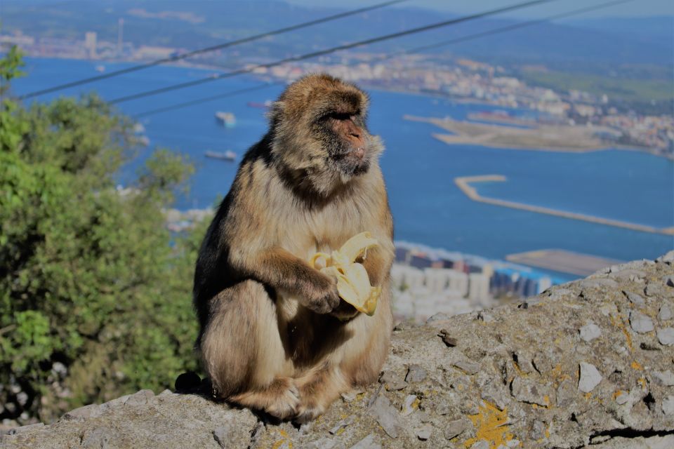 From Seville: Full-Day Trip to Gibraltar - Requirements and Policies