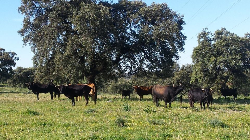 From Seville: Half-Day Bull Breeding Farm Tour - Guided Tour of the Farm