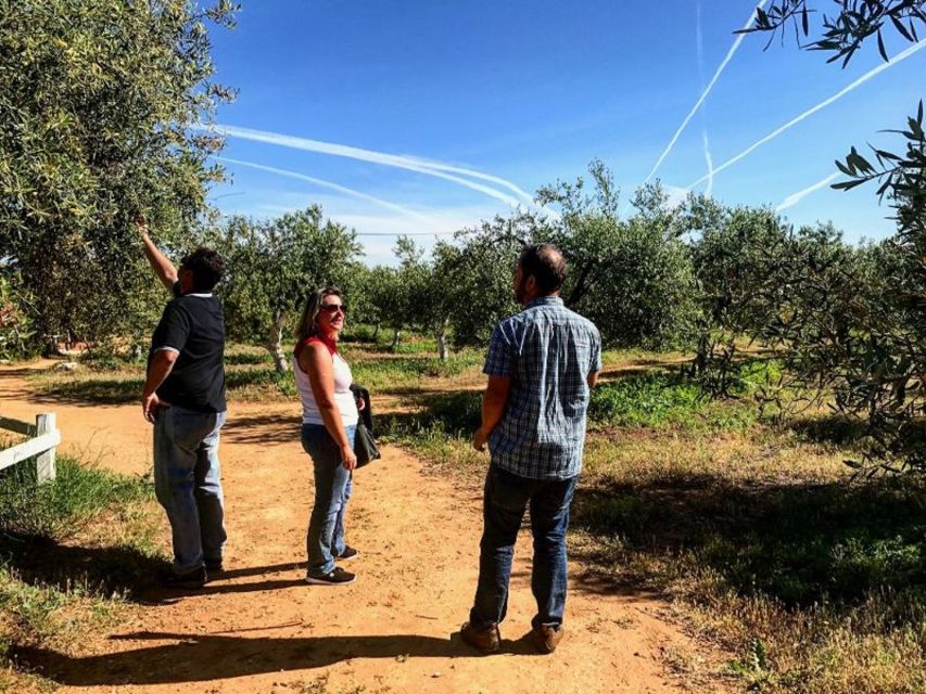 From Seville: Olive Oil Farm Tour - Recap