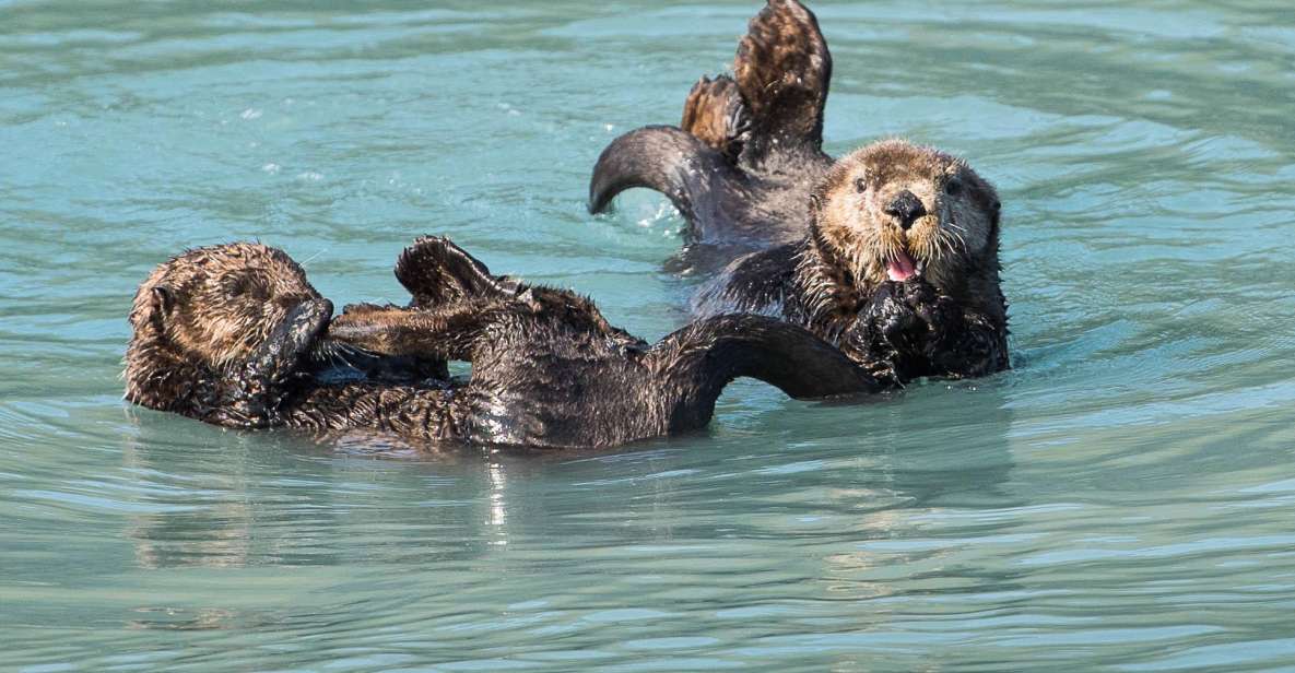 From Seward: Half-Day Resurrection Bay Wildlife Cruise Tour - Additional Notes