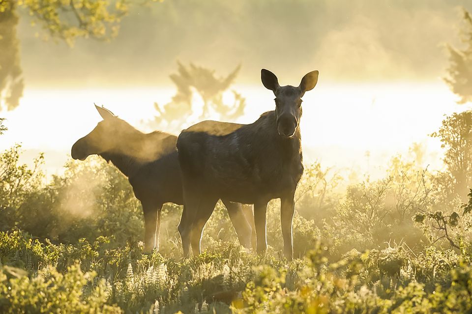 From Stockholm: Wildlife Safari With Campfire Dinner - Meeting Point and Transportation