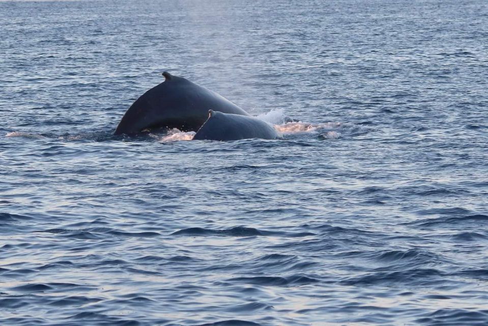 From Tromsø: All-Inclusive Whale and Sea Bird Boat Cruise - Frequently Asked Questions