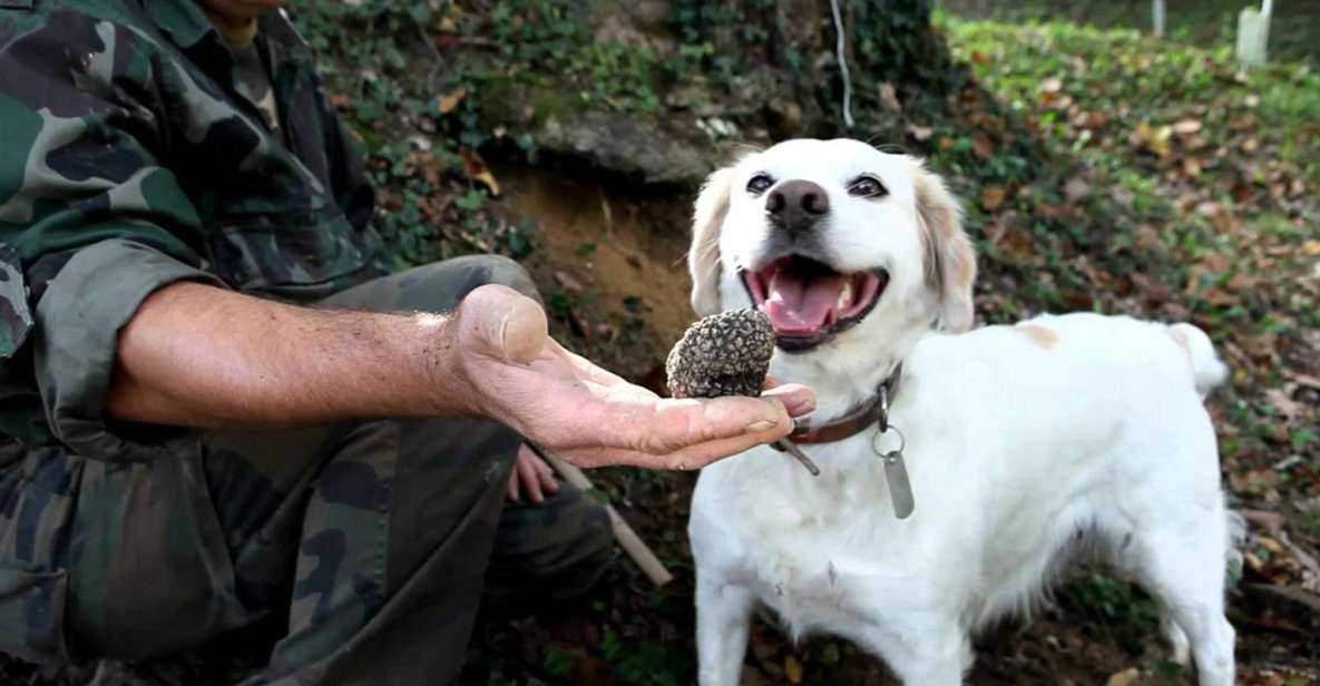 Full-Day Barbaresco Wine Tour With Truffle Hunting and Lunch - Immersive Culinary Adventure