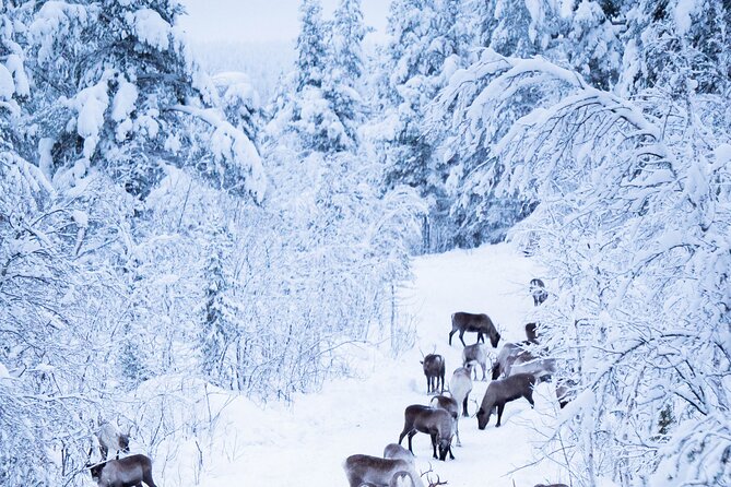 Full-Day Reindeer Tour With Pickup in Kiruna - Booking and Pricing