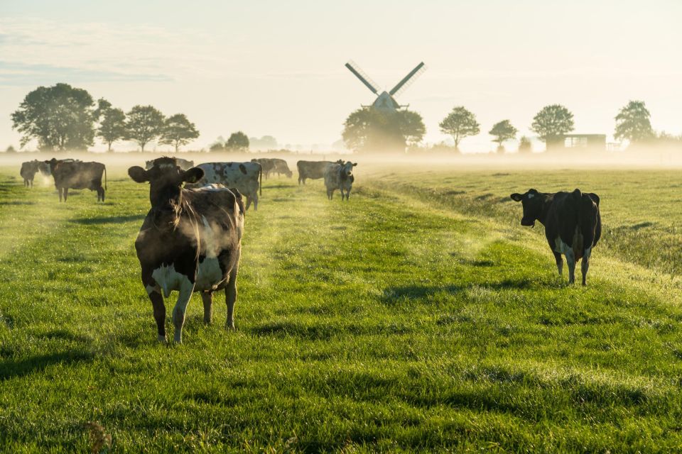 Groningen: Walking Tour With Audio Guide on App - Tour Highlights