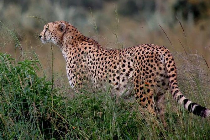 Half-Day Nairobi National Park Safari From Nairobi With Free Pickup - Booking Information