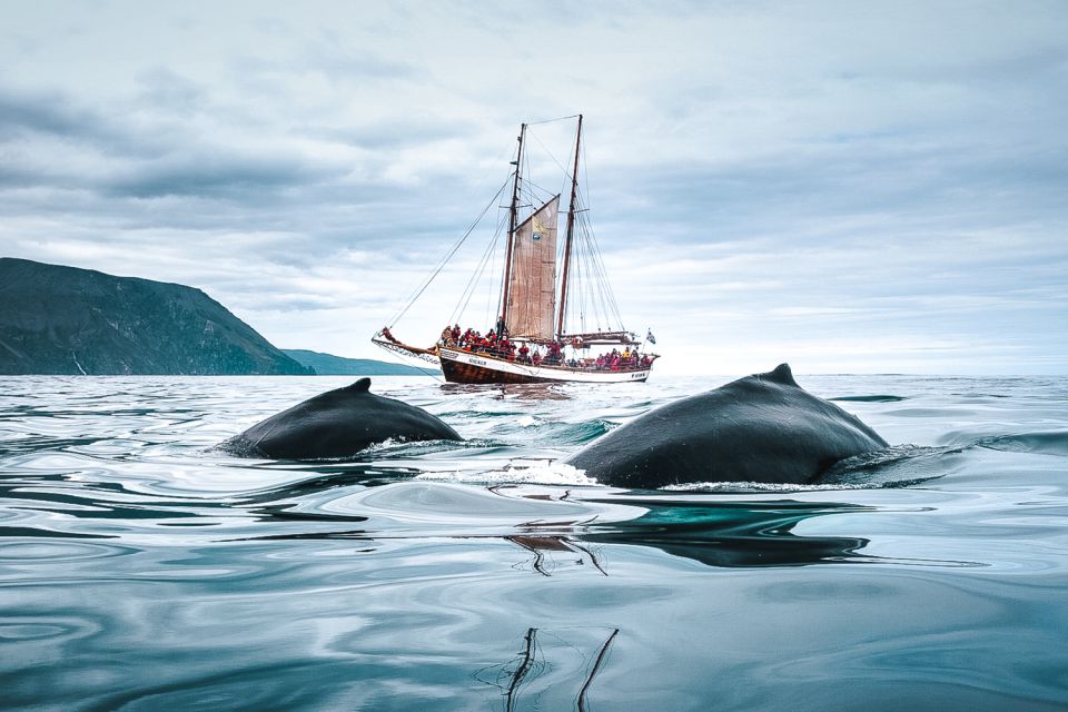 Húsavik: Whale Watching by Traditional Wooden Sailing Ship - Additional Tour Offers