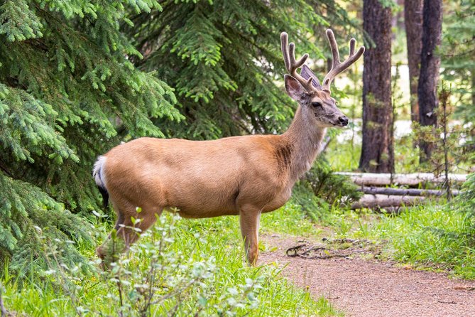 Jasper Wildlife and Waterfalls Tour With Maligne Lake Hike - Age Requirements and Accommodations