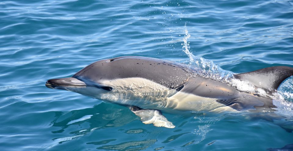 Lagos: Dolphin Watching Boat Tour With Marine Biologists - Frequently Asked Questions