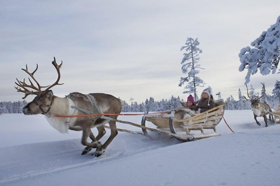 Levi: Lapland Reindeer Safari - Frequently Asked Questions